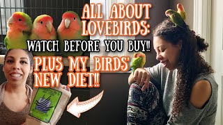 All About Love Birds what you need to know before you buy one [upl. by Tibbs378]