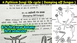 Life Cycle of Pythium fungi Damping off Fungus  Reproduction in pythium fungi BSc first year [upl. by Rudelson]