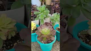 aeonium familysucculent aeonium plants garden gardening [upl. by Iot]