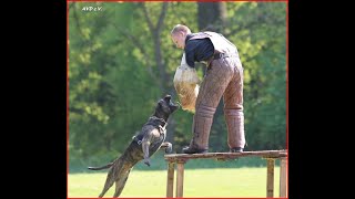 Yacanta de la Arena Schutzhund Schutzdienst IPO alano Protection Presa Canario Dogo Canario AVD eV [upl. by Ardnohsal]