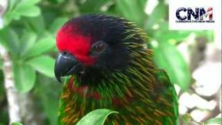 Awesome Yellow Streaked Lory Singing in 1080P HD with Great Closeups  by John D Villarreal [upl. by Schiffman501]