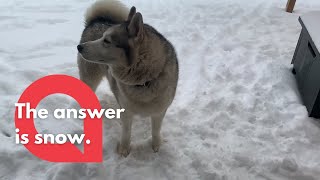 Husky dog shakes his head no and refuses to come inside from the snow  SWNS [upl. by Beberg]