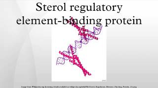 Sterol regulatory elementbinding protein [upl. by Ahtibat]