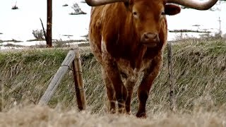 Colorado Rancher Documentary FULL [upl. by Skier]