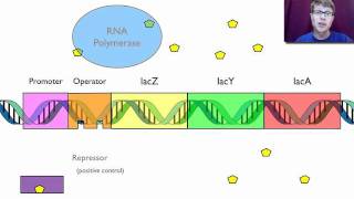 Gene Regulation [upl. by Oluap]