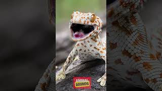 Gecko Sound  Gecko Effect  Tokay Gecko Big Size [upl. by Eyde420]