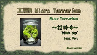 Moss Terrarium ～22106～ Long Ver コケリウム terrarium 苔テラリウム 苔 moss [upl. by Aihsenad]