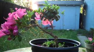 How I made a Shohin flowering Azalea Bonsai Slanted stylemp4 [upl. by Hameerak23]