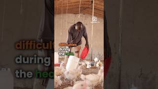 Heat a redoubtable enemy for poultry farmers agribusinesstv [upl. by Nahsab]