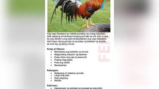 Different types of Gamefowl bloodline characteristics and weaknesses [upl. by Shaylyn]