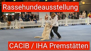 Internationale Rassehundeausstellung Premstätten [upl. by Vas]