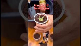 Rose Plant 🌹ROOTS update [upl. by Enaamuj]