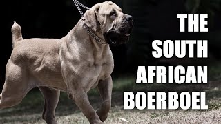 THE SOUTH AFRICAN BOERBOEL  A QUICK LOOK AT THE HISTORY AND BREED STANDARD [upl. by Enrichetta8]