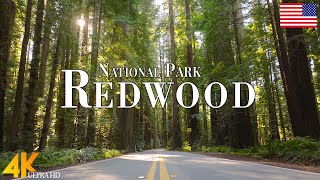 Redwood National Park 4K Ultra HD • Stunning Footage Scenic Relaxation Film with Calming Music [upl. by Hola]