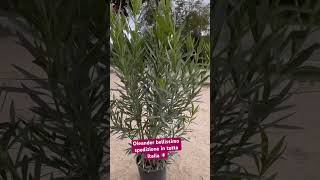 ✅✅ oleander bellissimo spedizione in tutta Italia 🇮🇹 le piante più belle 🤩 [upl. by Gimpel98]