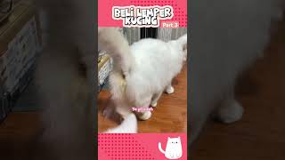 Beli lemper kucing part 3 shorts short warungkucing [upl. by Arreik]