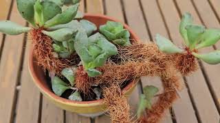 Adromischus cristatus in bloom  August 2024 [upl. by Guillermo986]