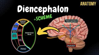 Diencephalon Anatomy Thalamus Epithalamus Subthalamus Metathalamus Hypothalamus [upl. by Airolg]