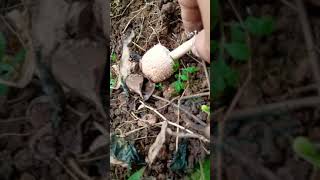 Beautiful wild mushroom 🍄shorts ytshorts mushroom jungleAgilsakniNambegipa [upl. by Oskar]