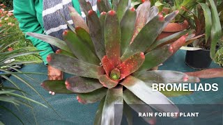 Bromeliads  Bromeliaceae Understanding Bromeliads Easy Tips and Caring for your Bromeliad Plant [upl. by Echo]