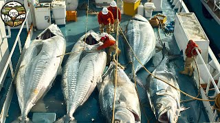 Atlantic Herring fishery 1M tons of Atlantic Herring are caught by Norwegian fishermen each year [upl. by Atilrahc403]