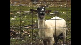 10 HOURS GOAT SCREAM PRANK [upl. by Amilah520]