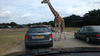 Safari Park Beekse Bergen zoo [upl. by Ekaterina760]