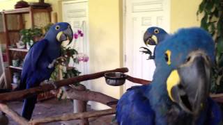 Hyacinth macaws eating mango [upl. by Maroney]