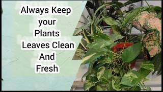 Discover the Top 5 Benefits of Cleaning Your Plants Leaves Daily  cleaningtips [upl. by Nosyerg]