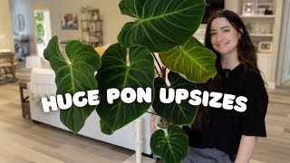 Upsizing 3 Large Plants in Pon 🌿 Philodendron amp Alocasia [upl. by Inaluahek698]