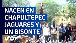 ¡El zoológico de Chapultepec cumple 101 años y los festeja con nuevos inquilinos [upl. by Trudey]