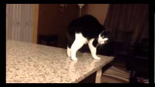 Video Lucu Kucing Jatuh [upl. by Ydahs]