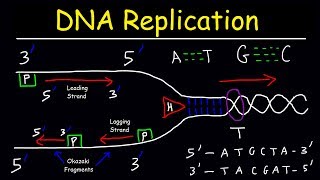 DNA Replication  Leading Strand vs Lagging Strand amp Okazaki Fragments [upl. by Ahsima]