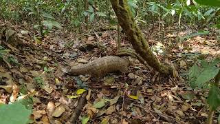 The Release of Sunda Pangolin Manis javanica in Gunung Leuser National Park [upl. by Ecilef]