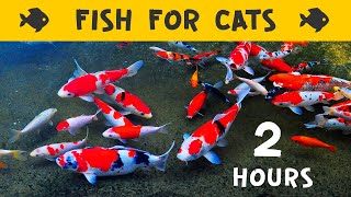 Videos FISH FOR CATS to watch 2 hours ♦ Cat TV with Koi [upl. by Tades623]