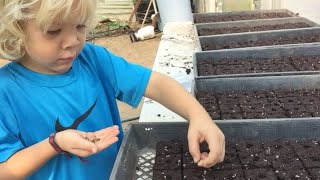 Starting Fall Crops in the High Tunnel [upl. by Ordep]