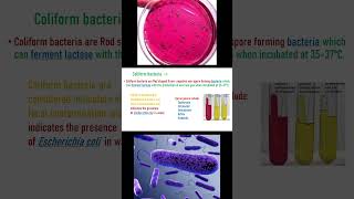 Coliform bacteria [upl. by Nagiem]