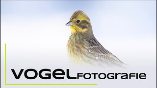 Vogelfotografie an der Winterfütterung  Naturfotografie Tutorial [upl. by Champ]