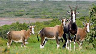 Afrique Australe la faune face aux saisons [upl. by Dirtsa96]