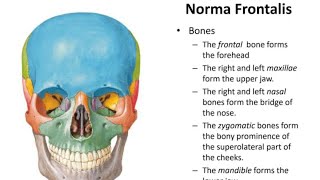 Norma Frontalis skull anatomy Ospe  Head and neck [upl. by Llevra]