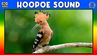 🐦 HOOPOE SOUND  HOOPOE SOUND EFFECT  SOUND OF HOOPOE  NOISE OF HOOPOE [upl. by Cleland]