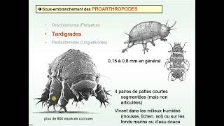 faunistique s4  les arthropodes new 2 شرح بالعربية [upl. by Mcilroy]