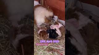 Xenocrates shortsfeed viral throwback friday newborn babyanimals guineapig followus fypシ [upl. by Harod]