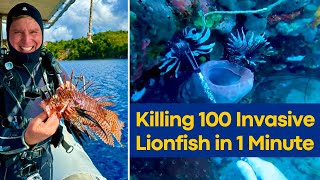 Killing 100 Invasive Lionfish in 1 Minute [upl. by Liag]