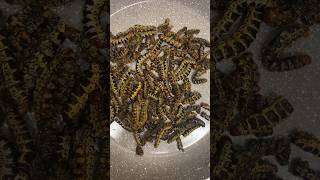 Cooking Mopane WORMS africanfood easyrecipe cooking [upl. by Ymorej258]