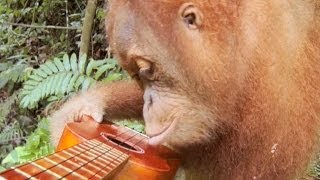 GoPro Orangutan Plays A Ukulele [upl. by Lemuelah]