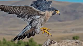 Curiosidades sobre los Halcones [upl. by Eta994]