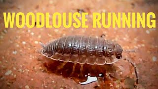 Woodlouse Running amp Standing in Water [upl. by Etterraj371]