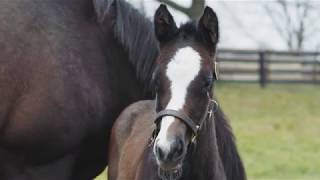 Ashado and her Frosted filly at Gainsborough Farm [upl. by Ebert]