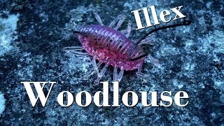 Nage de leurres  Woodlouse Illex  Montage et Animation  GoPro HD [upl. by Misha149]